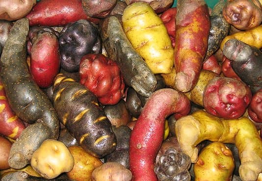 Papas nativas peruanas: huayro, peruanita y huamantanga