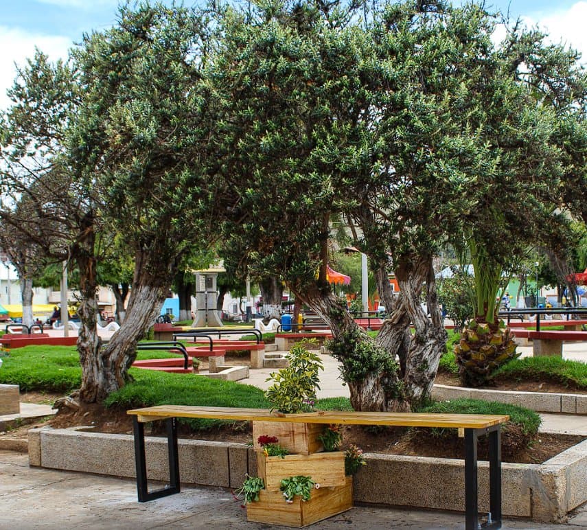 Banco rústico de madera entre árboles añosos en la plaza de Huáchac